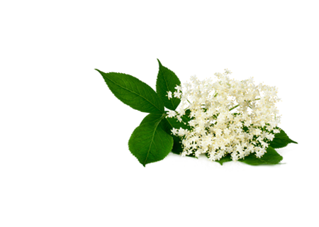 ELDERFLOWER EXTRACT - HERO INGREDIENT - gently cleanses, removing dirt, oil, and impurities without disrupting the skin's natural oils. It boasts various skin benefits, including anti-inflammatory, antioxidant, soothing, and hydrating properties. - MILVANI HOLISTIC SKINCARE