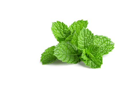 MINT EXTRACT - OUR HERO INGREDIENTS - Mint revitalizes the skin by enhancing blood circulation and reducing inflammation and redness often seen with acne. Its antiseptic properties also help prevent spots and rashes, making it a popular choice for skincare. anti-bacterial and anti-inflammatory properties. - MILVANI HOLISTIC SKINCARE 