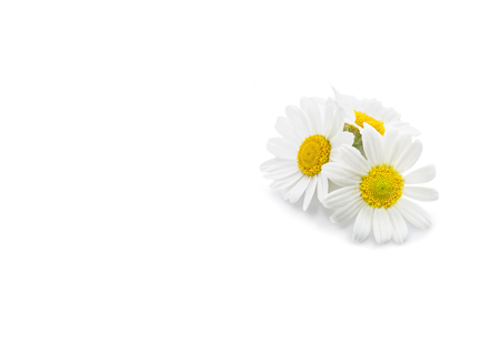 Roman Chamomile - Hero Ingredient - Help to calm inflammation to restore tone to lifeless skin. Soothes and calms irritated skin, making it ideal for conditions such as eczema, psoriasis, and dermatitis. | Milvani Holistic Skincare