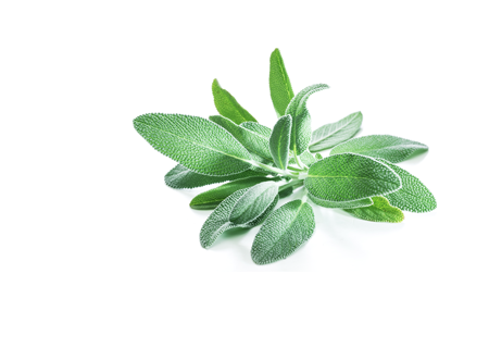 SAGE EXTRACT - OUR HERO INGREDIENT -  Rich in vitamin K and essential minerals like copper, zinc, and magnesium, Sage Extract promotes stable cell walls and supports cell division. - MILVANI HOLISTIC SKINCARE