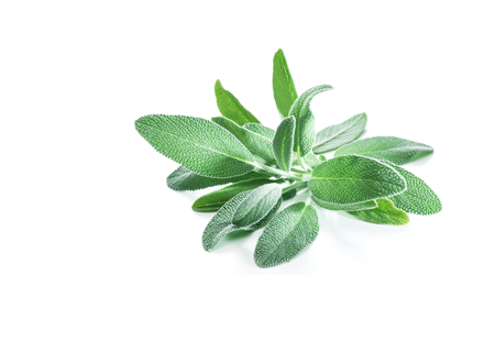 SAGE EXTRACT - OUR HERO INGREDIENT - Rich in vitamin K and essential minerals like copper, zinc, and magnesium, Sage Extract promotes stable cell walls and supports cell division. - MILVANI HOLISTIC SKINCARE