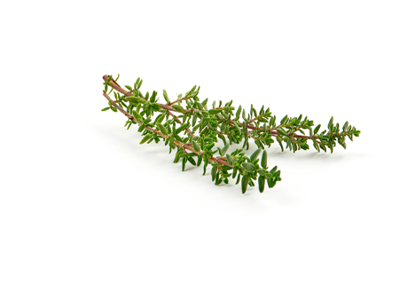 THYME EXTRACT - OUR HERO INGREDIENT - Thyme is rich in antioxidants that enhance skin texture and appearance, making it ideal for oily or acne-prone skin by reducing excess oiliness. Its active compound, carvacrol, is popular in aromatherapy for its mood-boosting effects. - MILVANI HOLISTIC SKINCARE