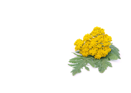 YARROW FLOWERS - HERO INGEDIENT - Harnessing natural astringent properties, they tone and tighten skin, minimizing pores and enhancing texture for a flawless complexion. - MILVANI HOLISTIC SKINCARE